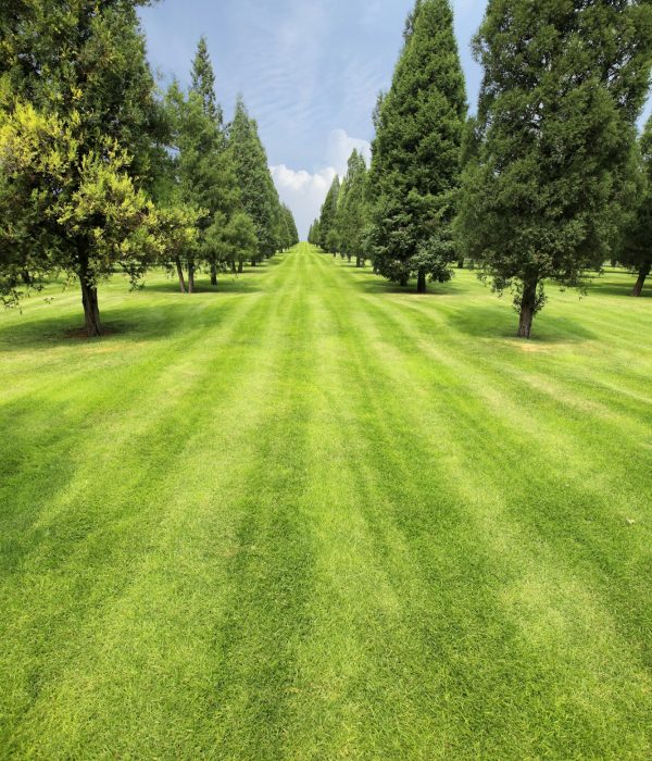 lawn and trees in the park