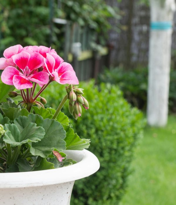 Vibrant Pink Geranium in Outdoor Garden Setting